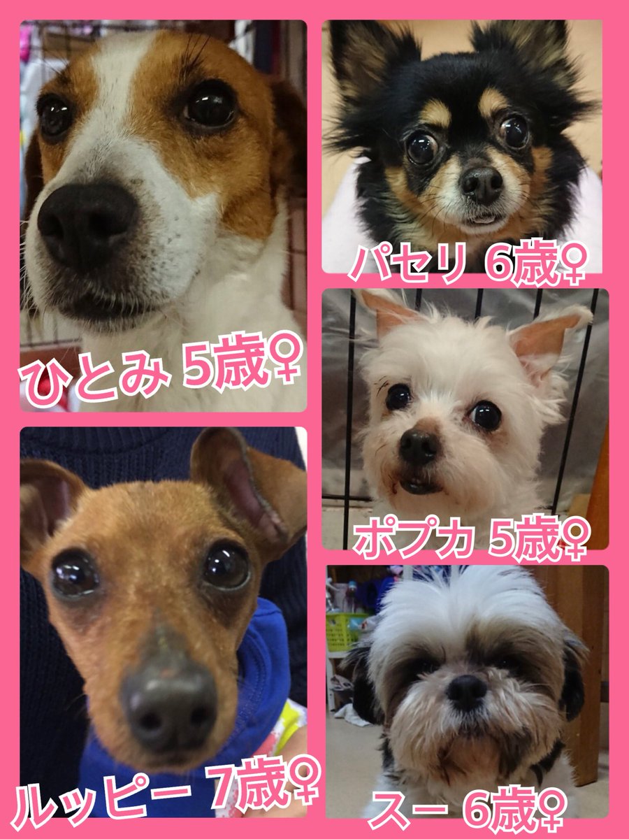 🐾今日の里親様募集中ワンコ🐶メンバーです🐾2019,4,4